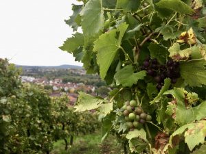 Wein von Weinsberg